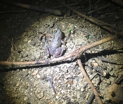 Pseudacris clarkii