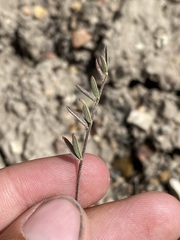 Astragalus eremiticus