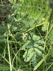 Desmanthus