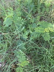 Desmanthus