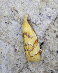 Phtheochroa vitellinana