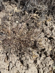 Astragalus eremiticus