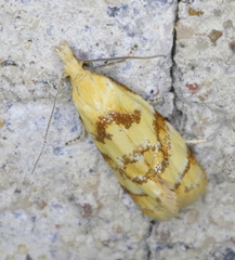Phtheochroa vitellinana