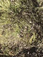 Melaleuca glomerata