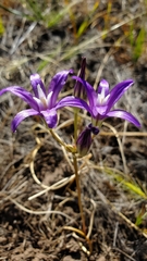 Brodiaea rosea rosea