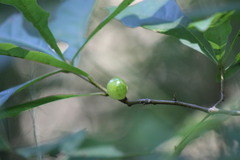 Amphibolips melanocera