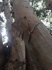 Melaleuca leucadendra