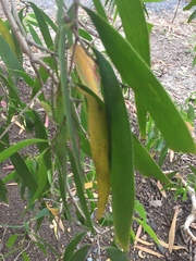 Melaleuca leucadendra