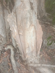 Melaleuca cajuputi cumingiana