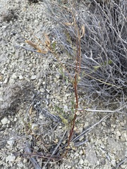 Astragalus eremiticus