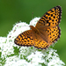 Fritillaries - Photo (c) Susan Elliott, some rights reserved (CC BY-NC), uploaded by Susan Elliott