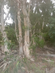 Melaleuca cajuputi cumingiana