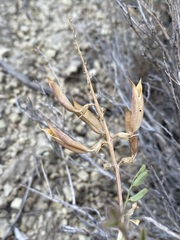 Astragalus eremiticus