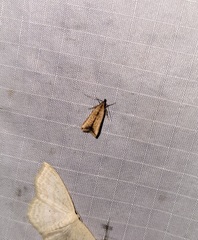 Dichomeris heriguronis