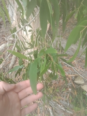 Melaleuca cajuputi cumingiana