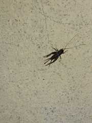 Miogryllus