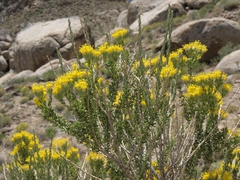 Tetradymia glabrata