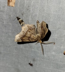 Metarranthis hypochraria