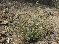 Eriogonum maculatum
