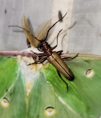 Centrodera decolorata