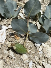 Asclepias cryptoceras