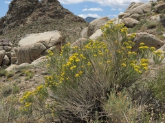 Tetradymia glabrata