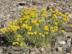 Erigeron aphanactis aphanactis
