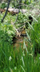 Pleuropogon refractus