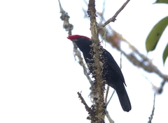 Antilophia galeata