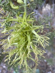 Stanleya viridiflora