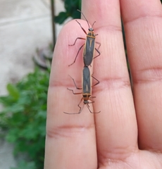 Stenomacra marginella