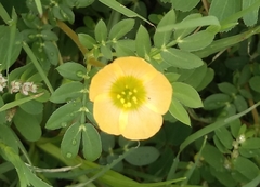 Kallstroemia maxima