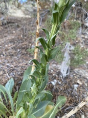 Stanleya viridiflora