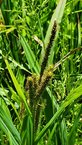 Bigleaf sedge (Carex amplifolia)