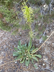 Stanleya viridiflora