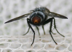 Copecrypta ruficauda