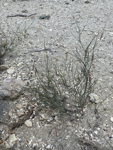 Image of Lesser Rushy Milkvetch (Astragalus convallarius) by (c) Matt Berger, some rights reserved (CC BY)