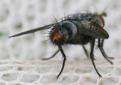 Copecrypta ruficauda