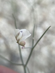 Astragalus convallarius