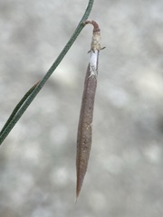 Astragalus convallarius