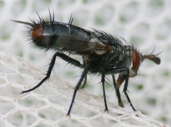 Copecrypta ruficauda