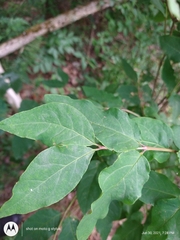 Lonicera canadensis