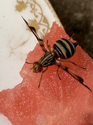 Idana marginata photo 2
