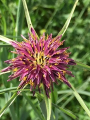 Tragopogon coelesyriacus