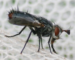 Copecrypta ruficauda