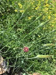 Tragopogon coelesyriacus