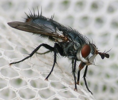 Copecrypta ruficauda