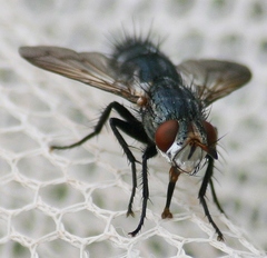 Copecrypta ruficauda