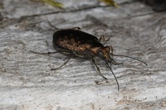 Opisthius richardsoni