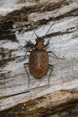 Opisthius richardsoni